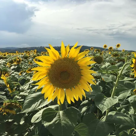 Residenza D'epoca La Rosa Lägenhet Pienza